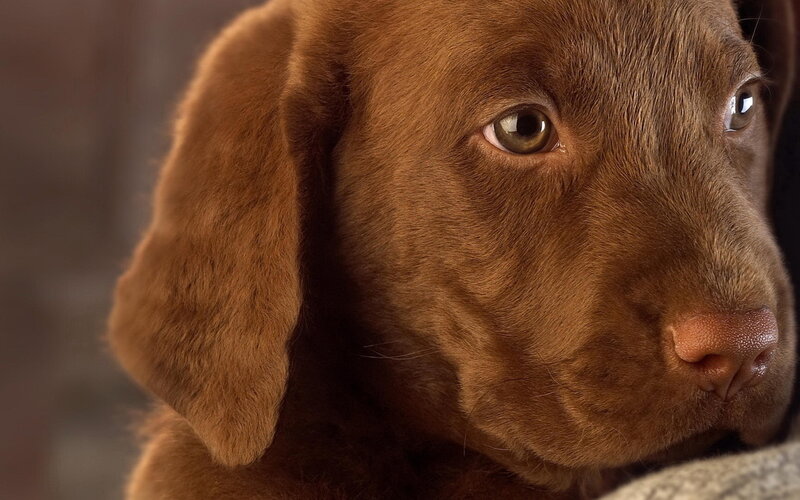 Brown Puppy Close-up — Calm