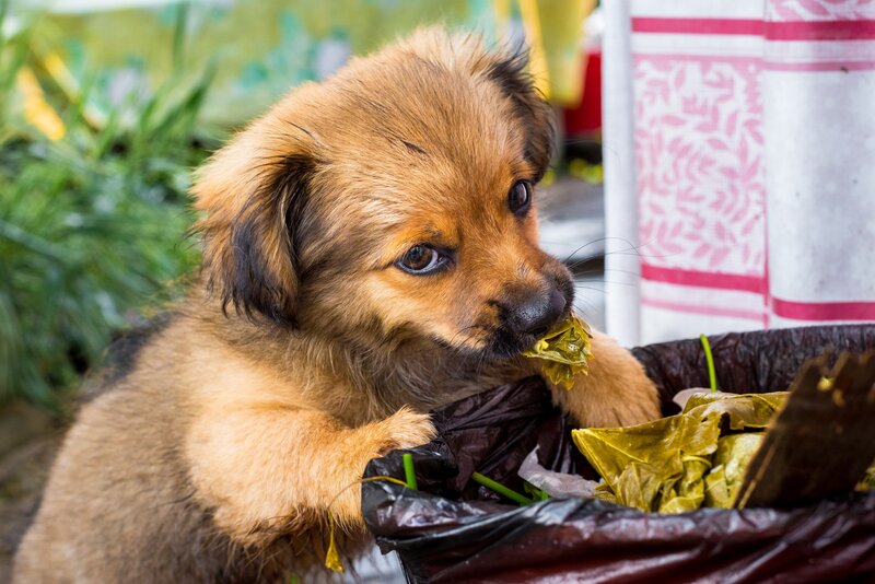Brown Puppy Eating Leaves