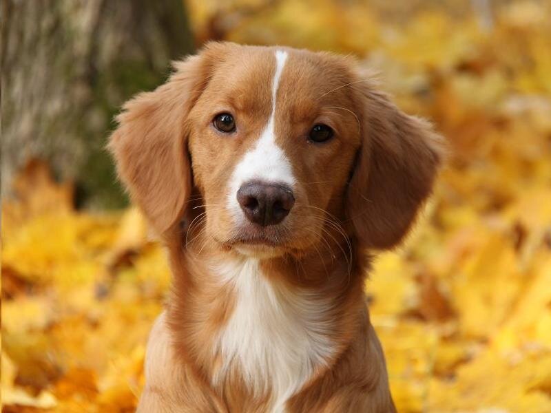 Brown Puppy in Autumn