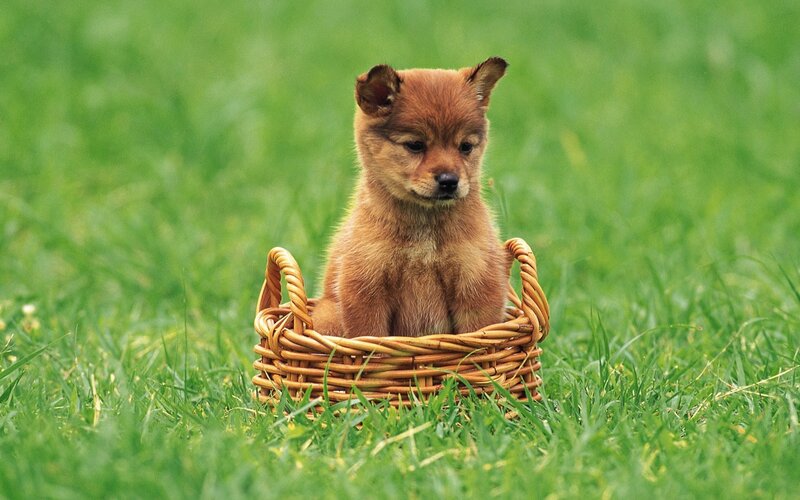 Brown Puppy in Basket — Afternoon