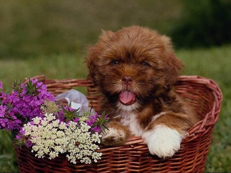 Brown Puppy in Basket — Calm, Afternoon, Photograph