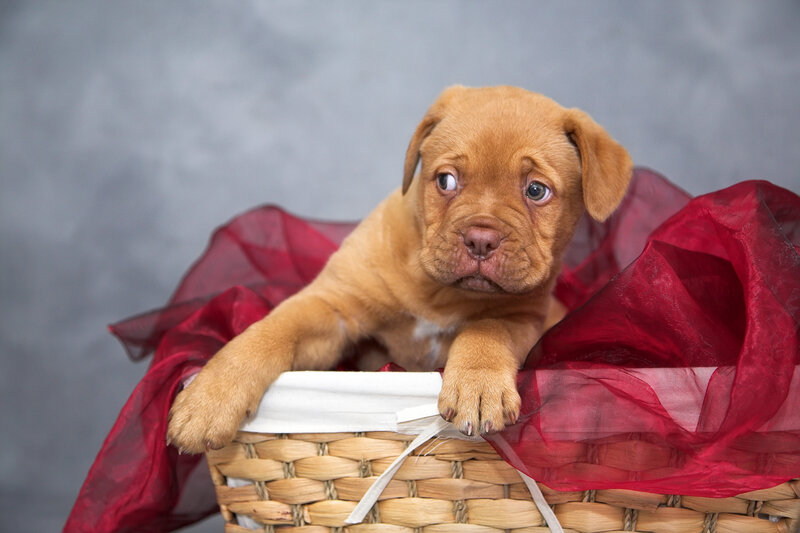 Brown Puppy in Basket — Calm, Photograph
