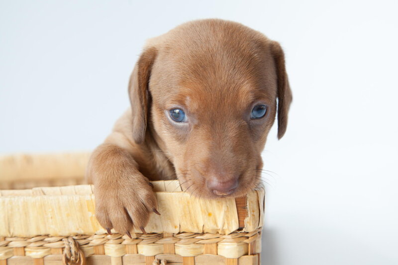 Brown Puppy in Basket — Calm