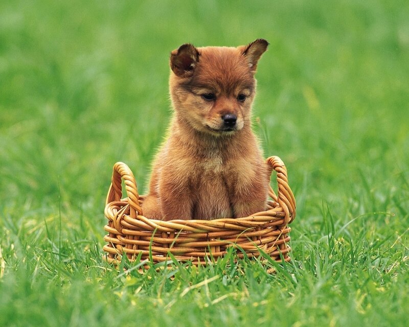Brown Puppy in Basket — Green, Calm