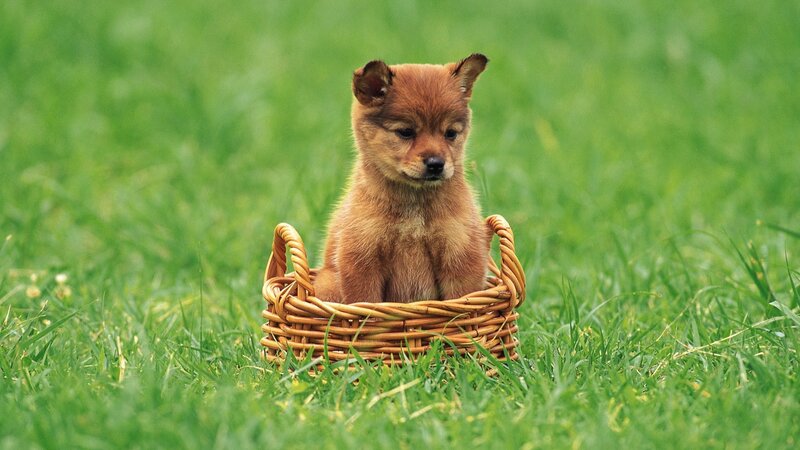 Brown Puppy in Basket — Green
