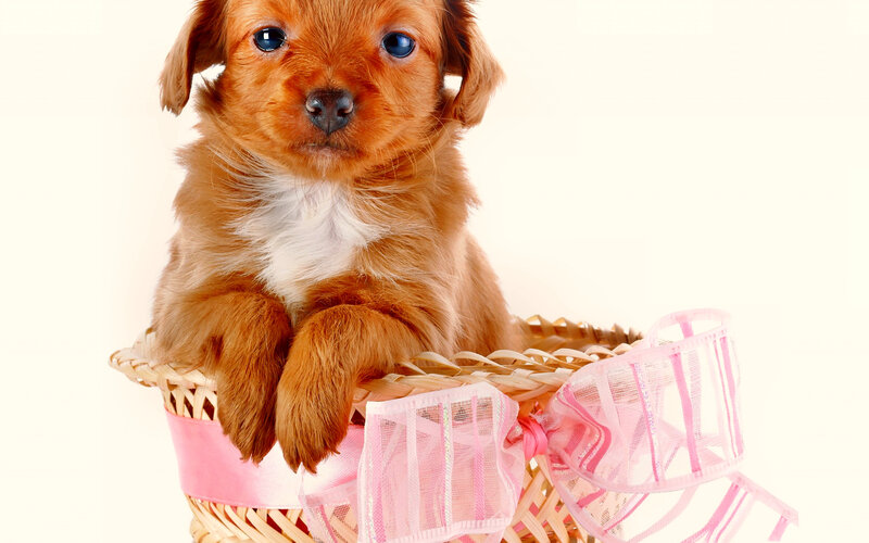 Brown Puppy in Basket — Innocent, Photograph, Bow