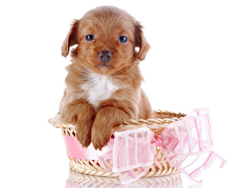 Brown Puppy in Basket — Innocent, Photograph