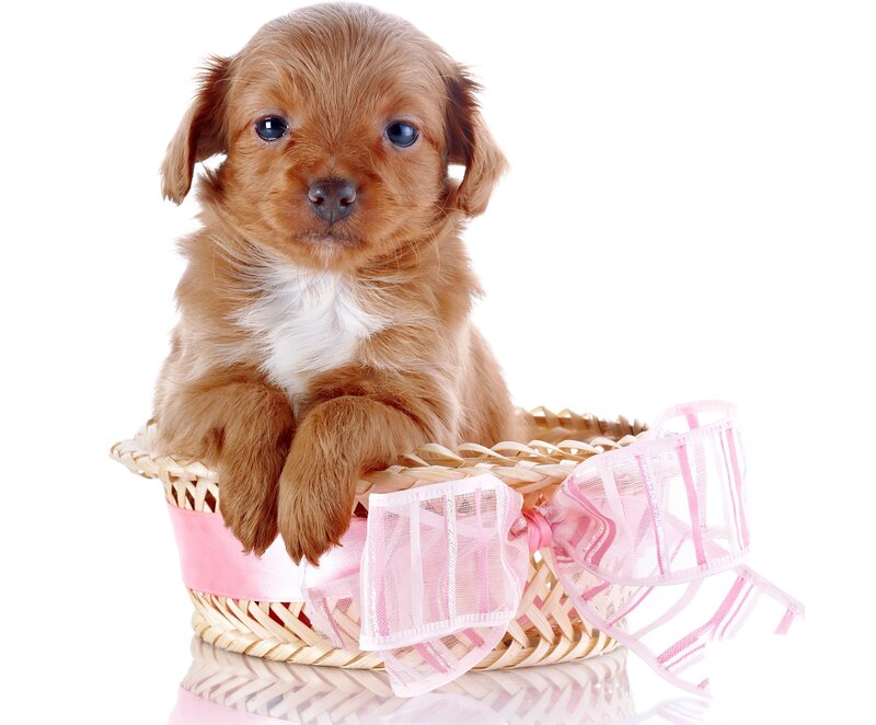 Brown Puppy in Basket — Innocent