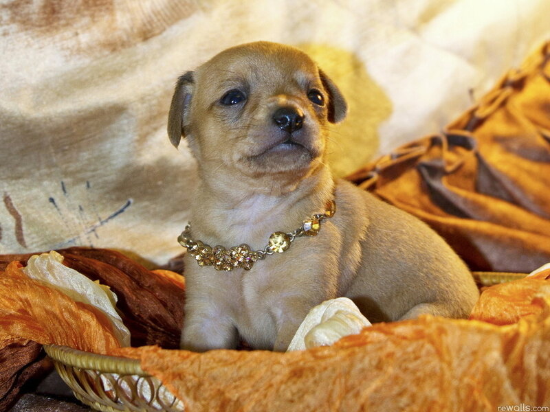 Brown Puppy in Basket
