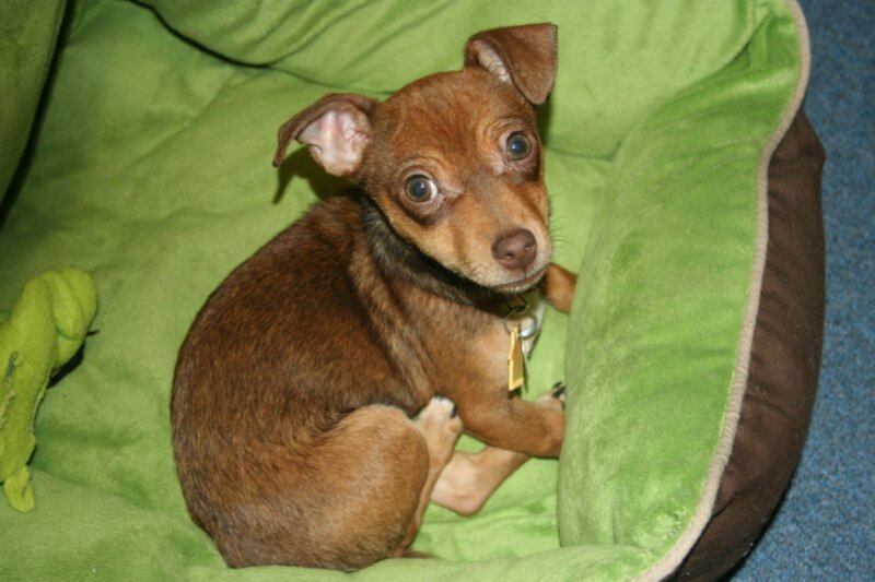 Brown Puppy in Bed