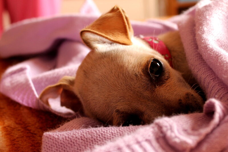 Brown Puppy in Blanket