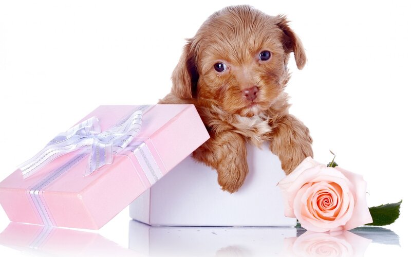 Brown Puppy in Box — Pink