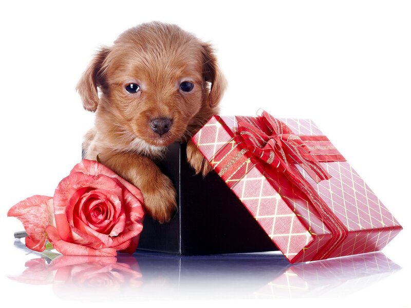 Brown Puppy in Box — Red