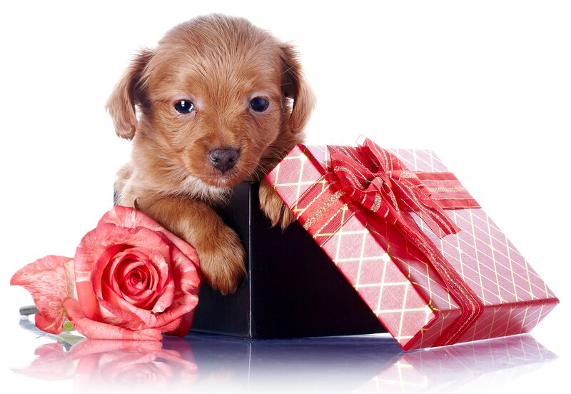 Brown Puppy in Box