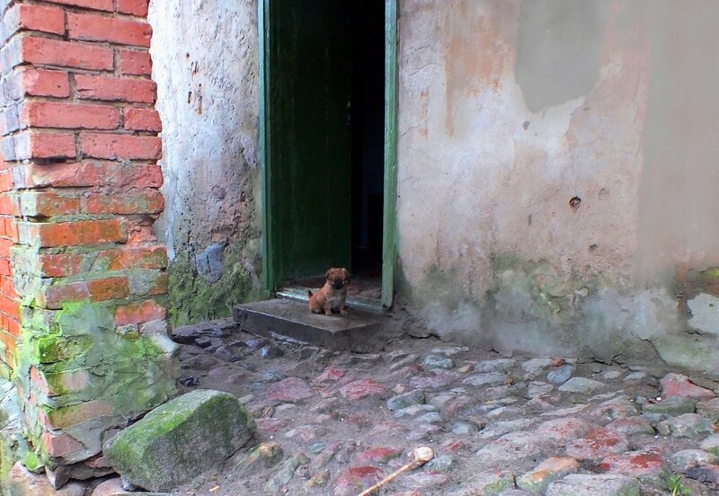 Brown Puppy in Doorway