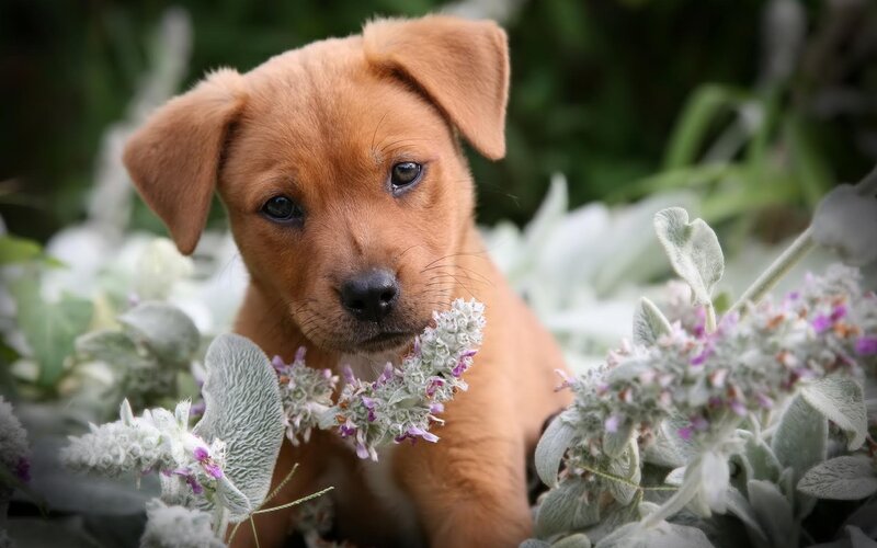 Brown Puppy in Flowers — Calm, Afternoon
