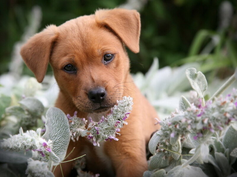 Brown Puppy in Flowers