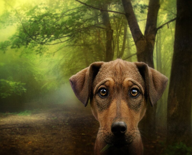 Brown Puppy in Forest
