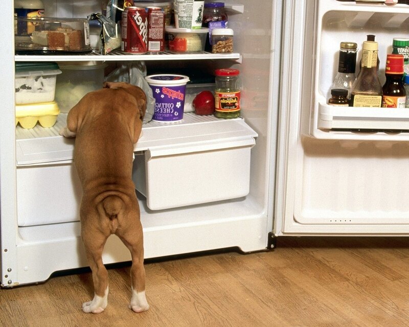 Brown Puppy in Fridge — White