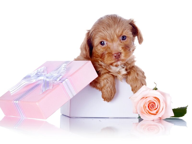Brown Puppy in Gift Box