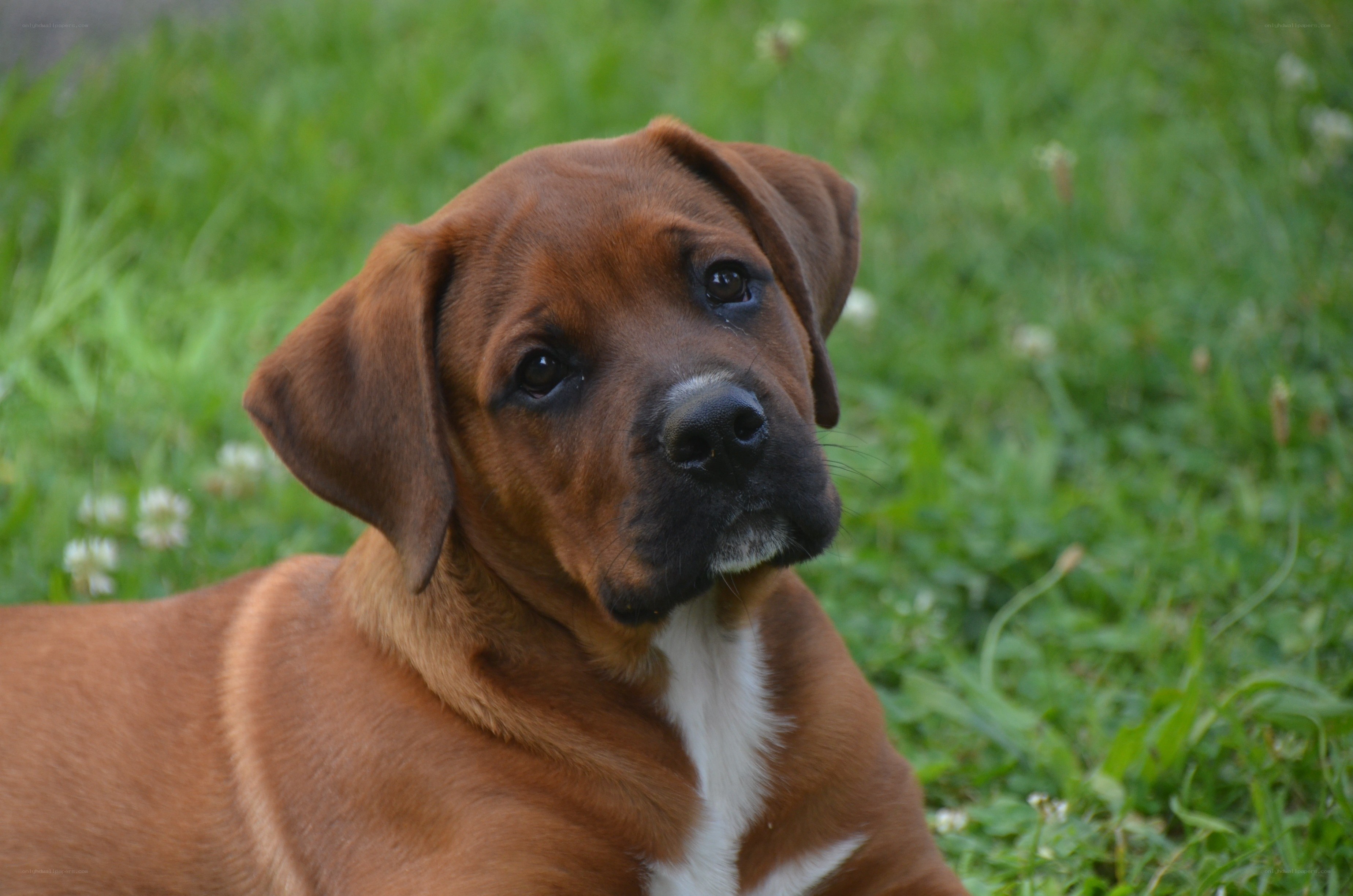 brown puppy in grass