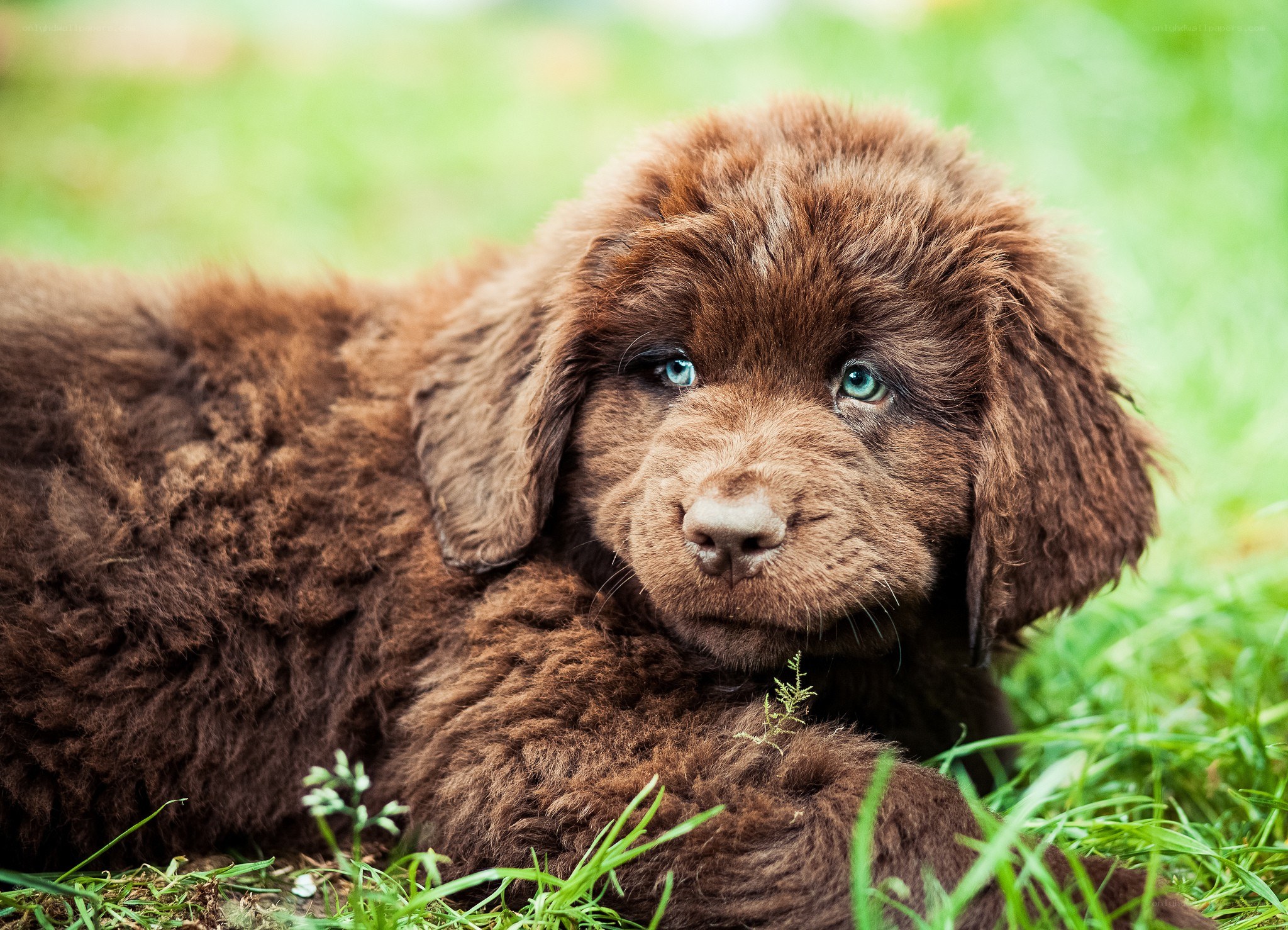 brown puppy in grass