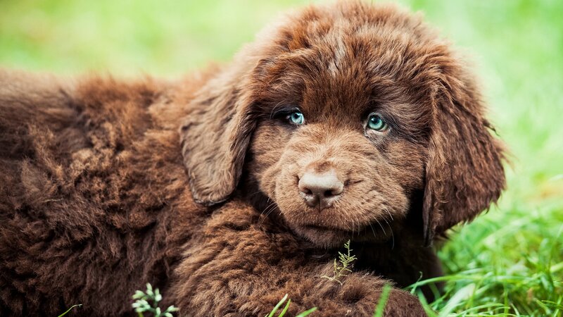 Brown Puppy in Grass — Calm, Afternoon, Photograph, Eyes
