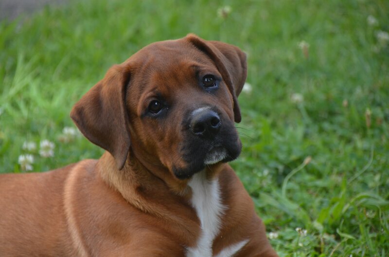 Brown Puppy in Grass — Calm, Afternoon, Photograph, Flowers