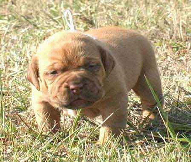 Brown Puppy in Grass — Calm