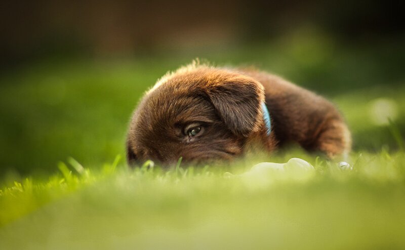 Brown Puppy in Grass — Green, Calm, Afternoon, Photograph