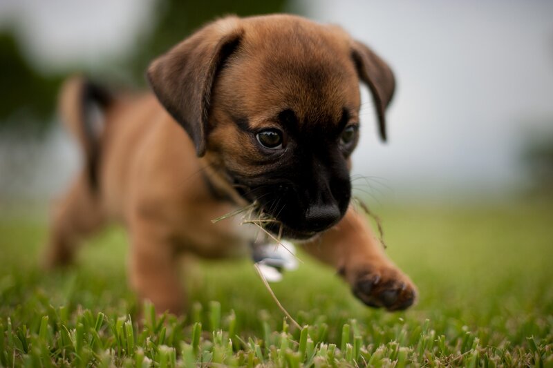 Brown Puppy in Grass — Green, Playful