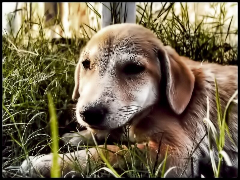 Brown Puppy in Grass — Green