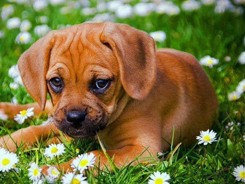 Brown Puppy in Grass — Peaceful