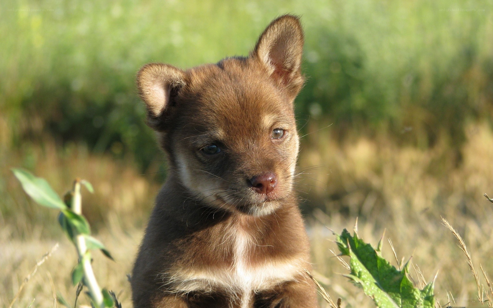 brown puppy in grass