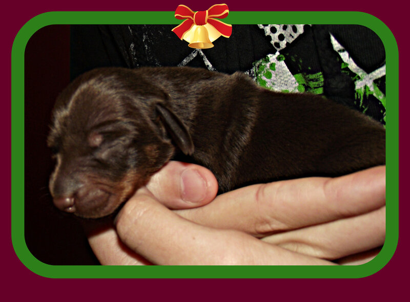 Brown Puppy in Hands