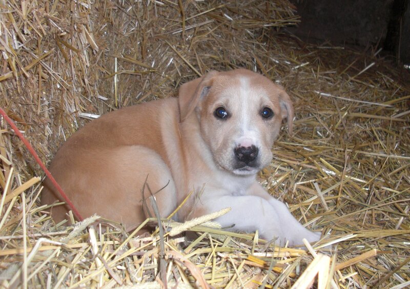 Brown Puppy in Hay