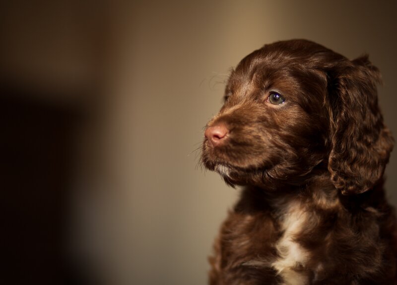 Brown Puppy in Profile