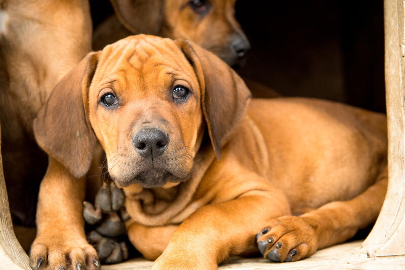 Brown Puppy in Shelter
