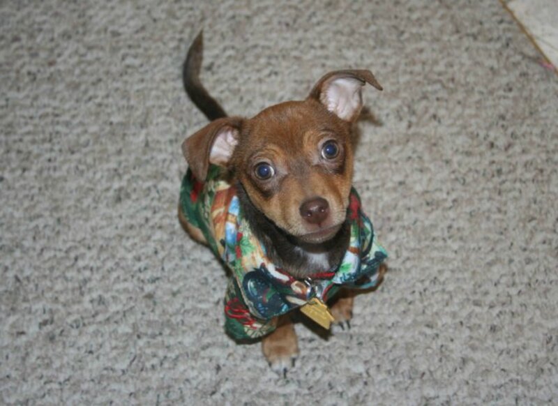 Brown Puppy in Shirt — Innocent