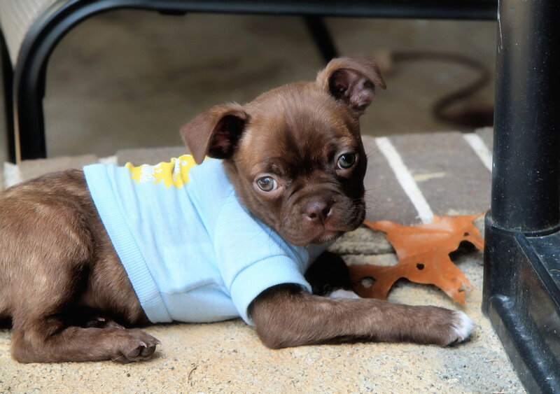 Brown Puppy in Shirt