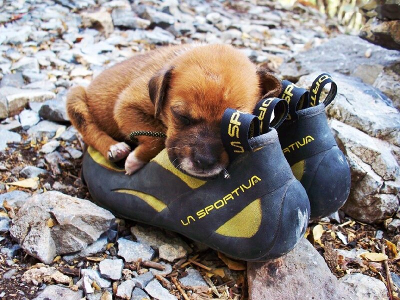 Brown Puppy in Shoes