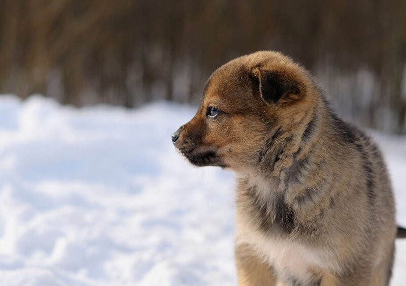 Brown Puppy in Snow — Calm