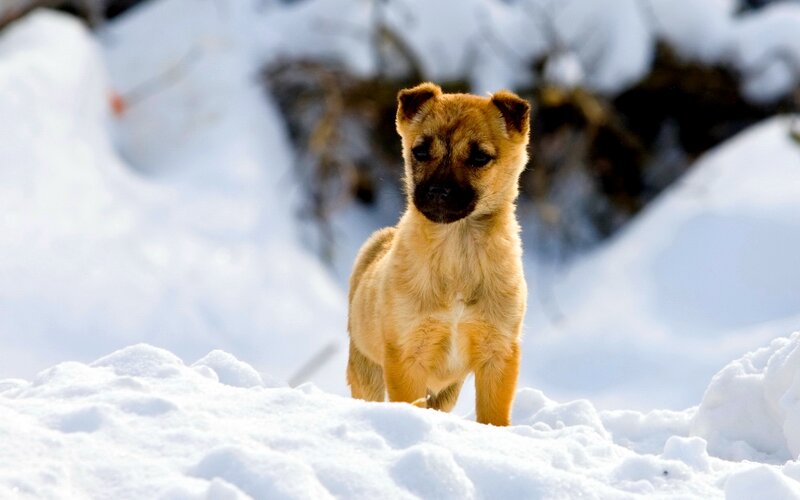 Brown Puppy in Snow