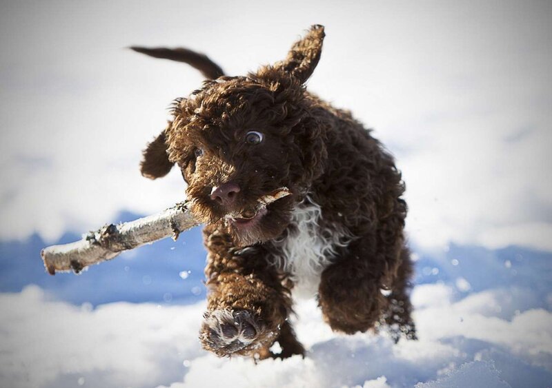 Brown Puppy in Snow — White