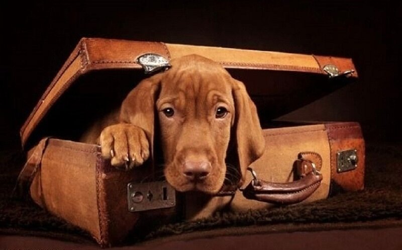 Brown Puppy in Suitcase