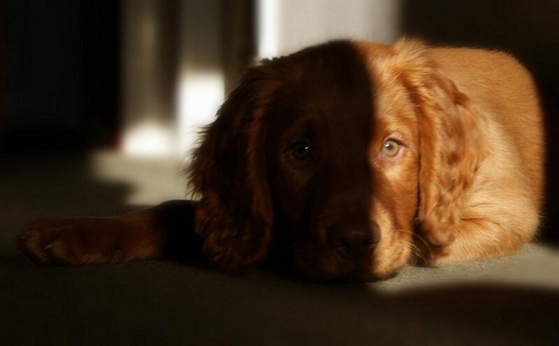 Brown Puppy in Sunlight