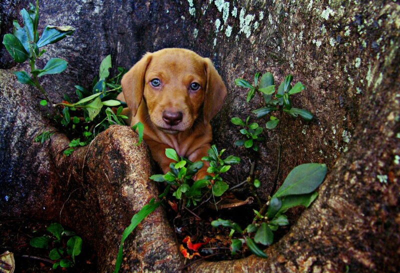 Brown Puppy in Tree