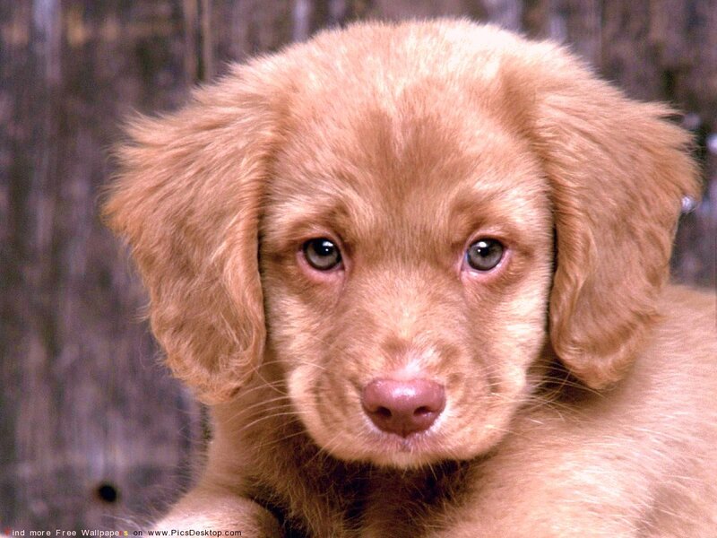 brown puppy looking at camera