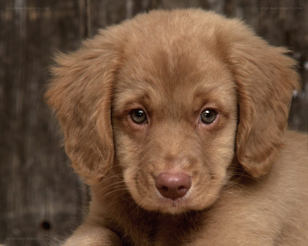 brown puppy looking at camera