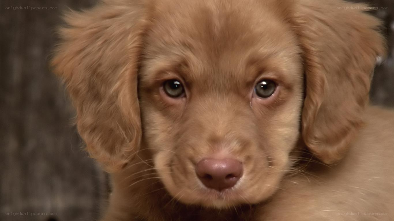 brown puppy looking at camera